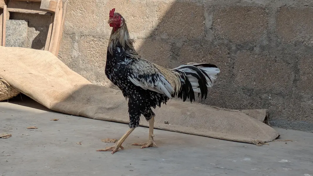 Lohman Black Eggs Laying Hens ( Ando Vali Murgia) — photo 5