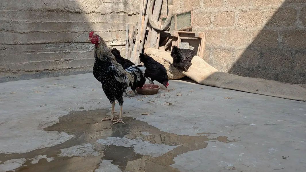 Lohman Black Eggs Laying Hens ( Ando Vali Murgia) — photo 6