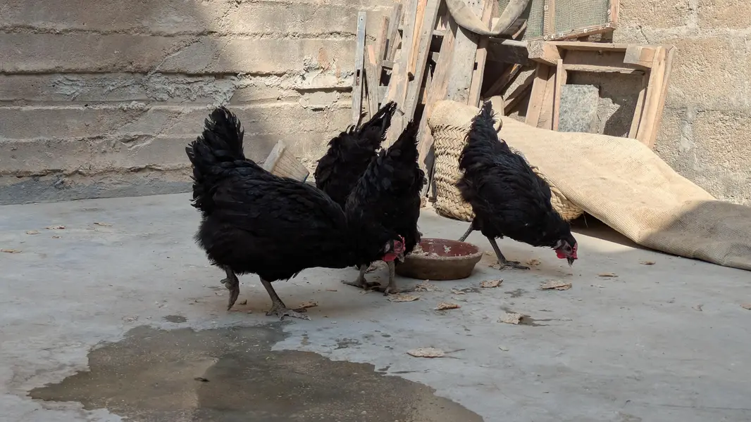 Lohman Black Eggs Laying Hens ( Ando Vali Murgia) — photo 7