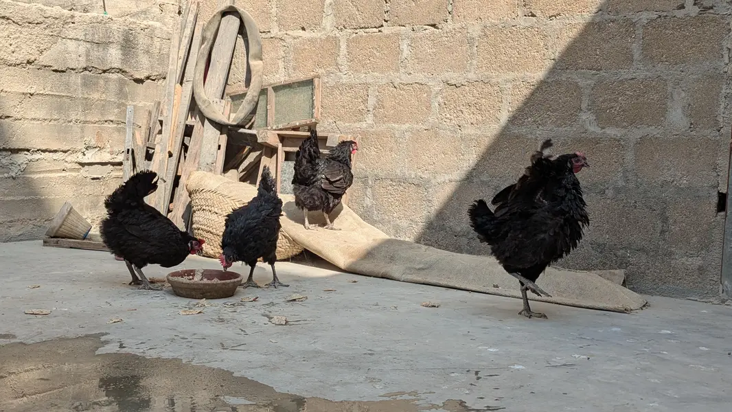 Lohman Black Eggs Laying Hens ( Ando Vali Murgia) — photo 8