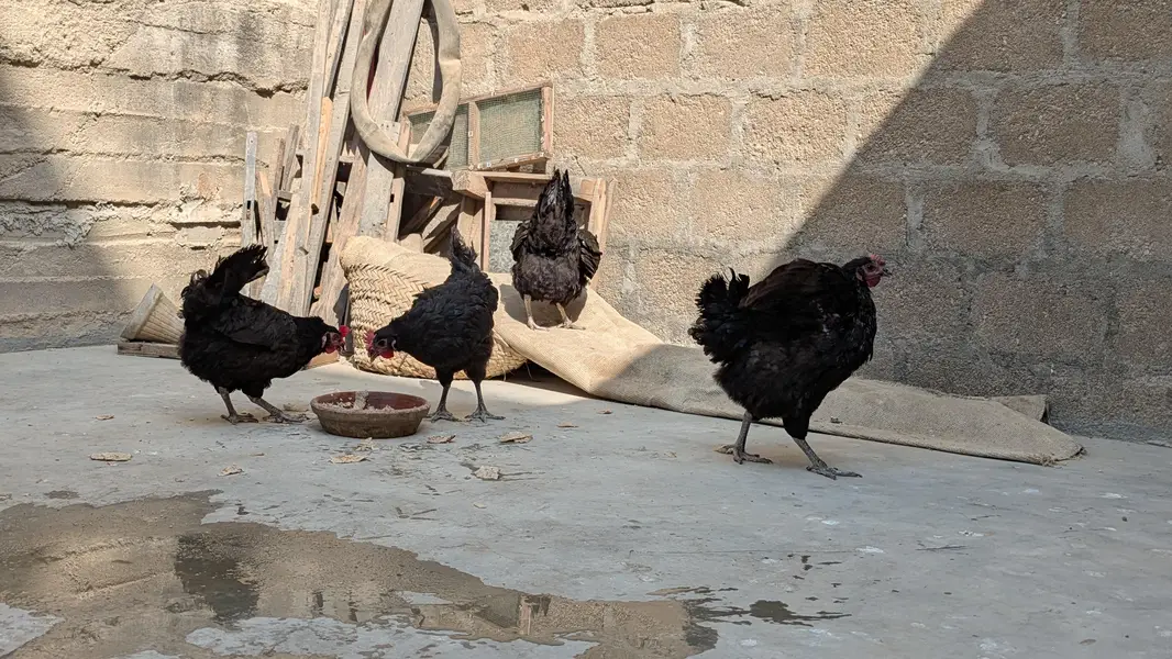 Lohman Black Eggs Laying Hens ( Ando Vali Murgia) — photo 9