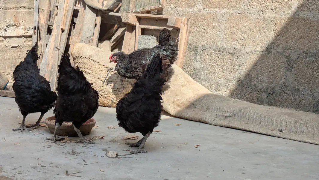 Lohman Black Eggs Laying Hens ( Ando Vali Murgia) — photo 10