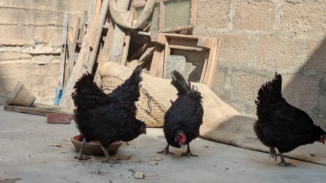 Lohman Black Eggs Laying Hens ( Ando Vali Murgia) — photo 11