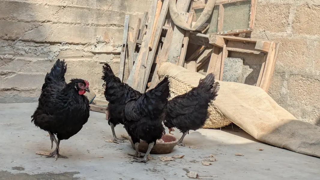 Lohman Black Eggs Laying Hens ( Ando Vali Murgia) — photo 12