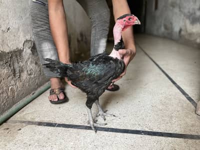 Thai aseel hen for sale