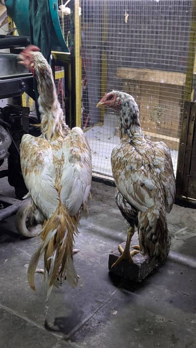 pure pakistani aseel pair 03054188446 whatsapp