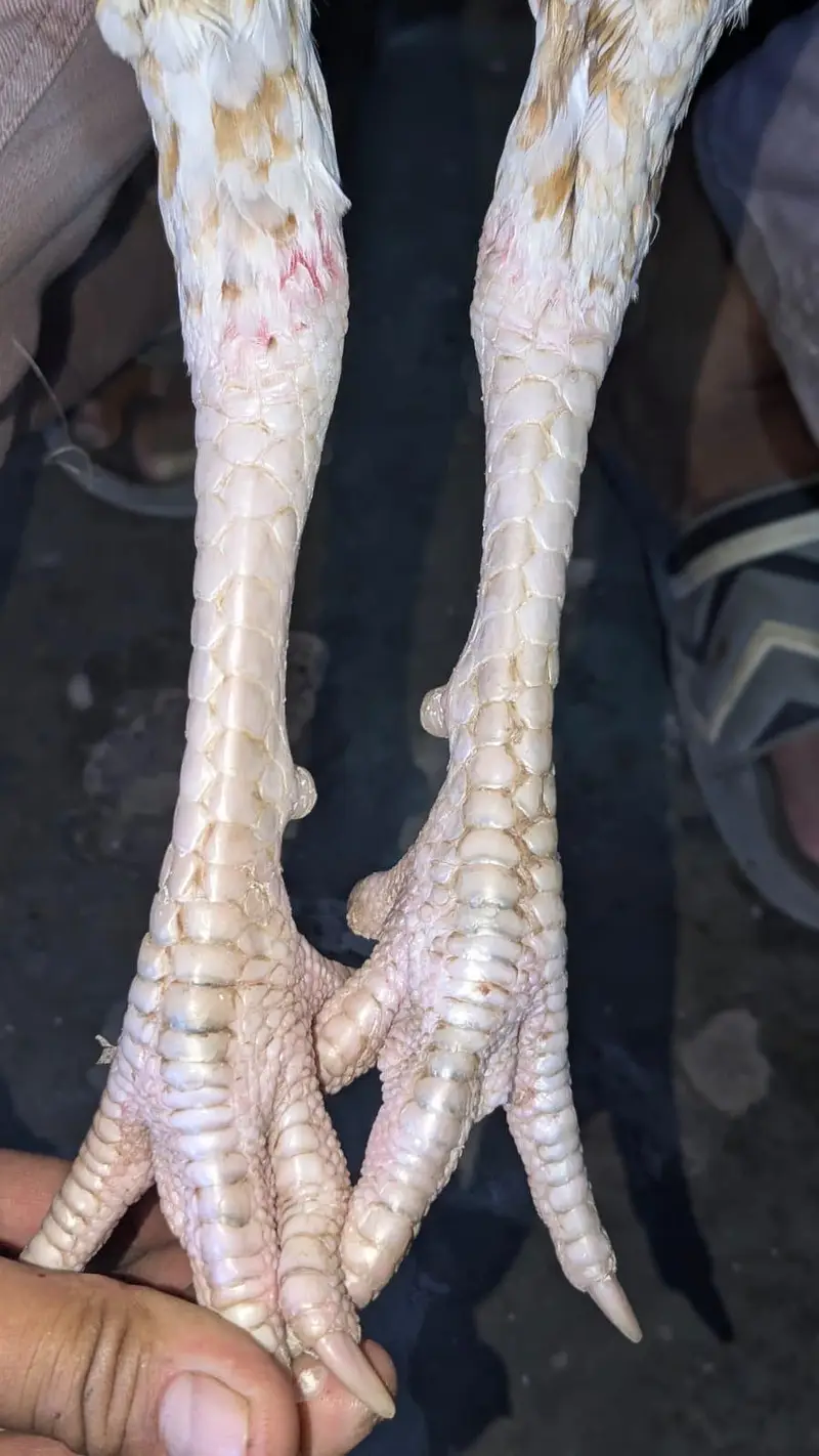 pure pakistani aseel pair 03054188446 whatsapp — photo 3