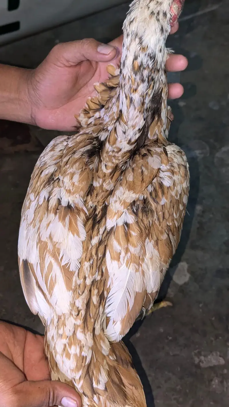 pure pakistani aseel pair 03054188446 whatsapp — photo 6