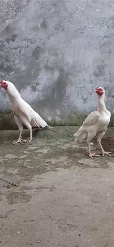 Paper White Heera Breeder Female in double body structure