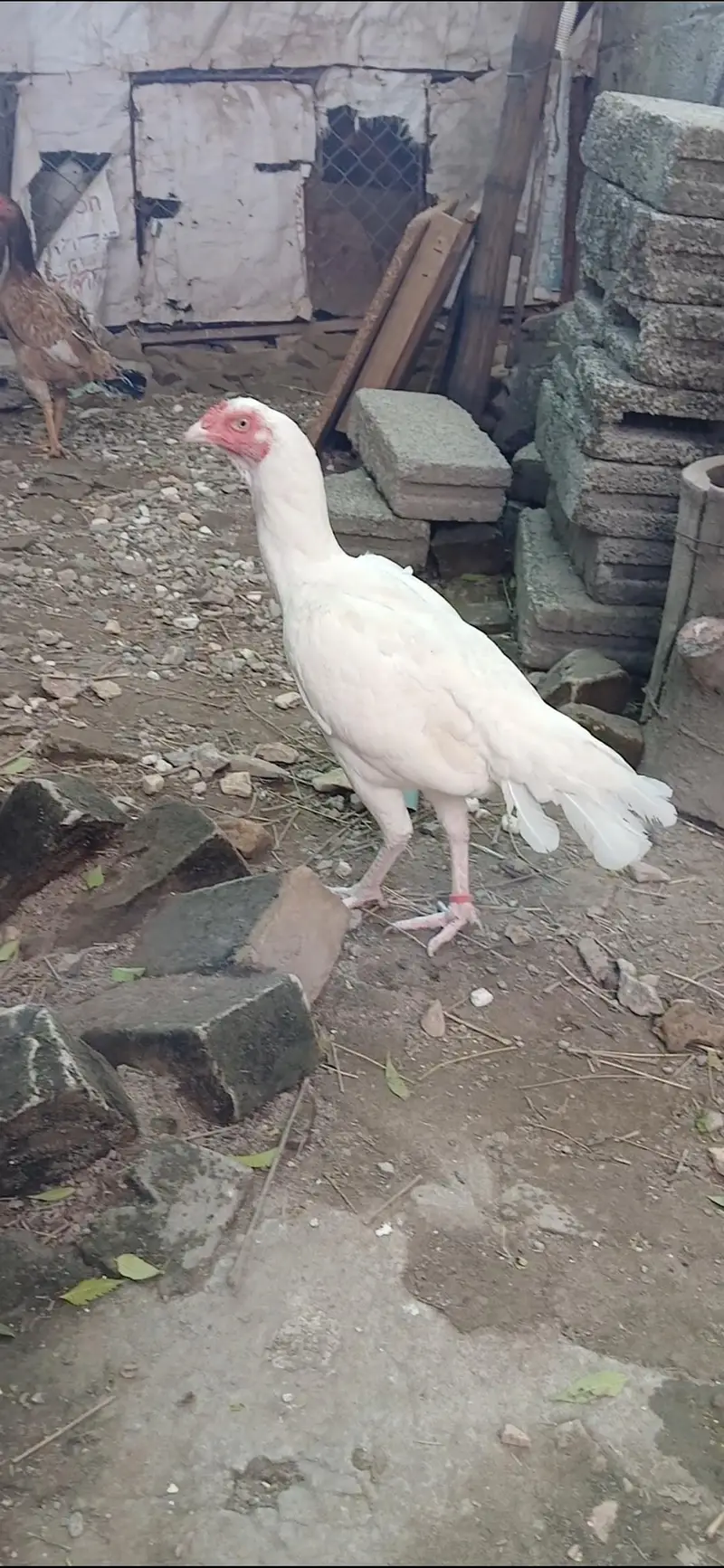 Paper White Heera Breeder Female in double body structure — photo 2