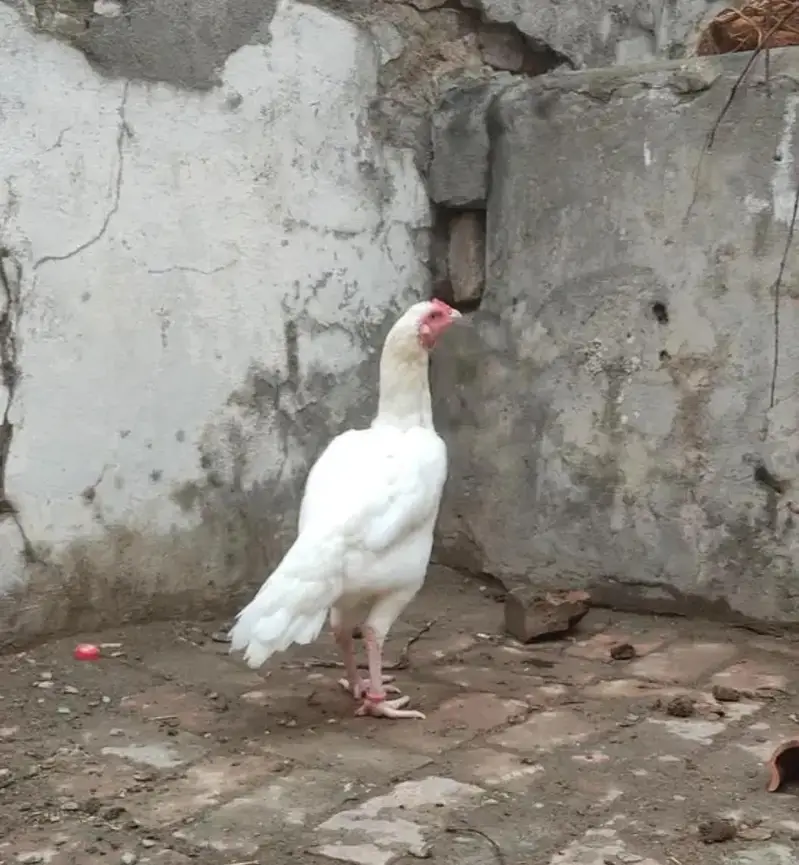 Paper White Heera Breeder Female in double body structure — photo 3