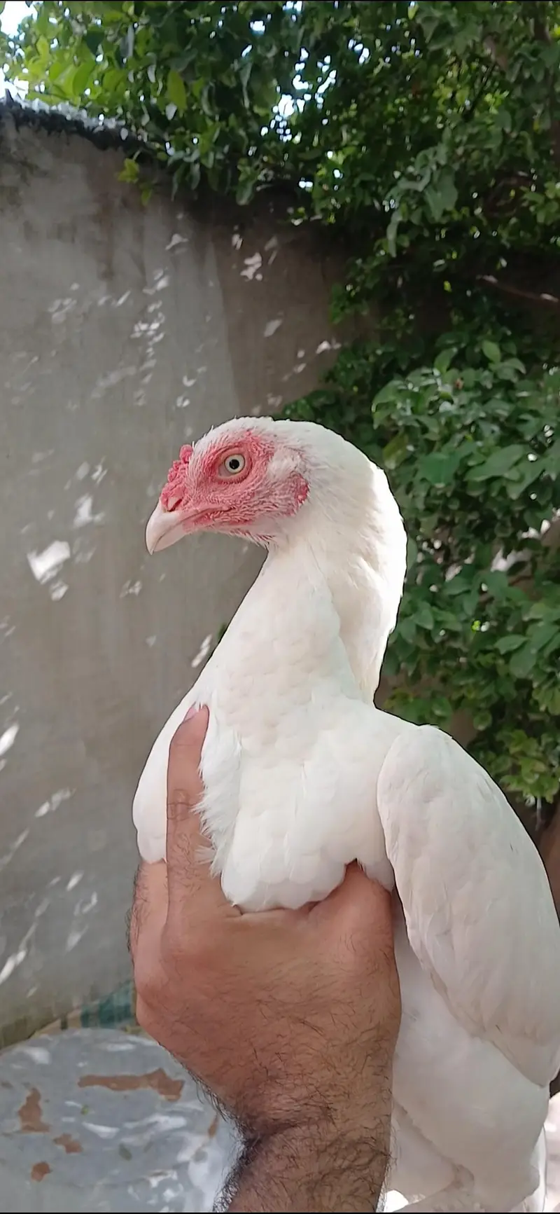 Paper White Heera Breeder Female in double body structure — photo 4