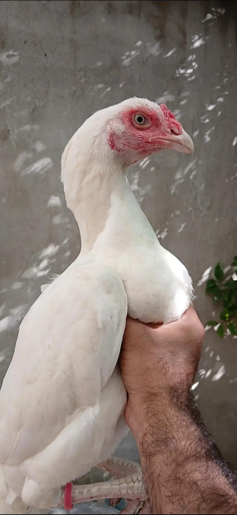Paper White Heera Breeder Female in double body structure — photo 5