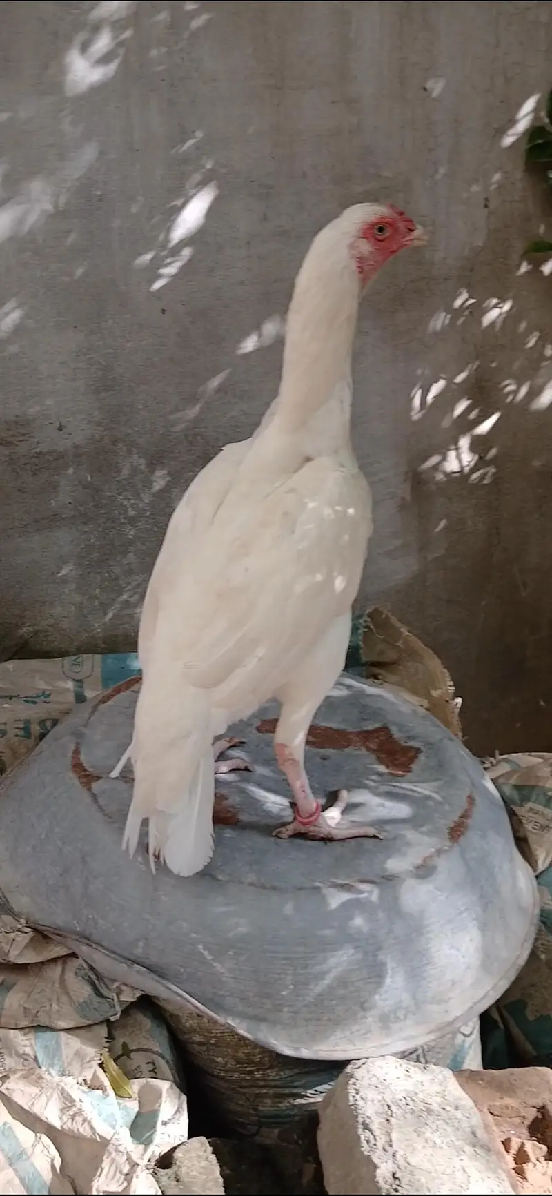 Paper White Heera Breeder Female in double body structure — photo 6