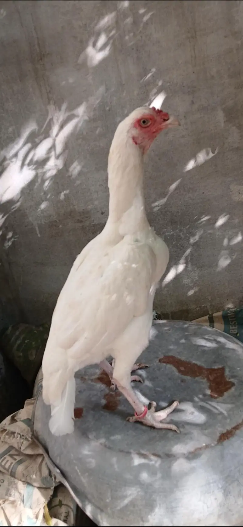 Paper White Heera Breeder Female in double body structure — photo 7