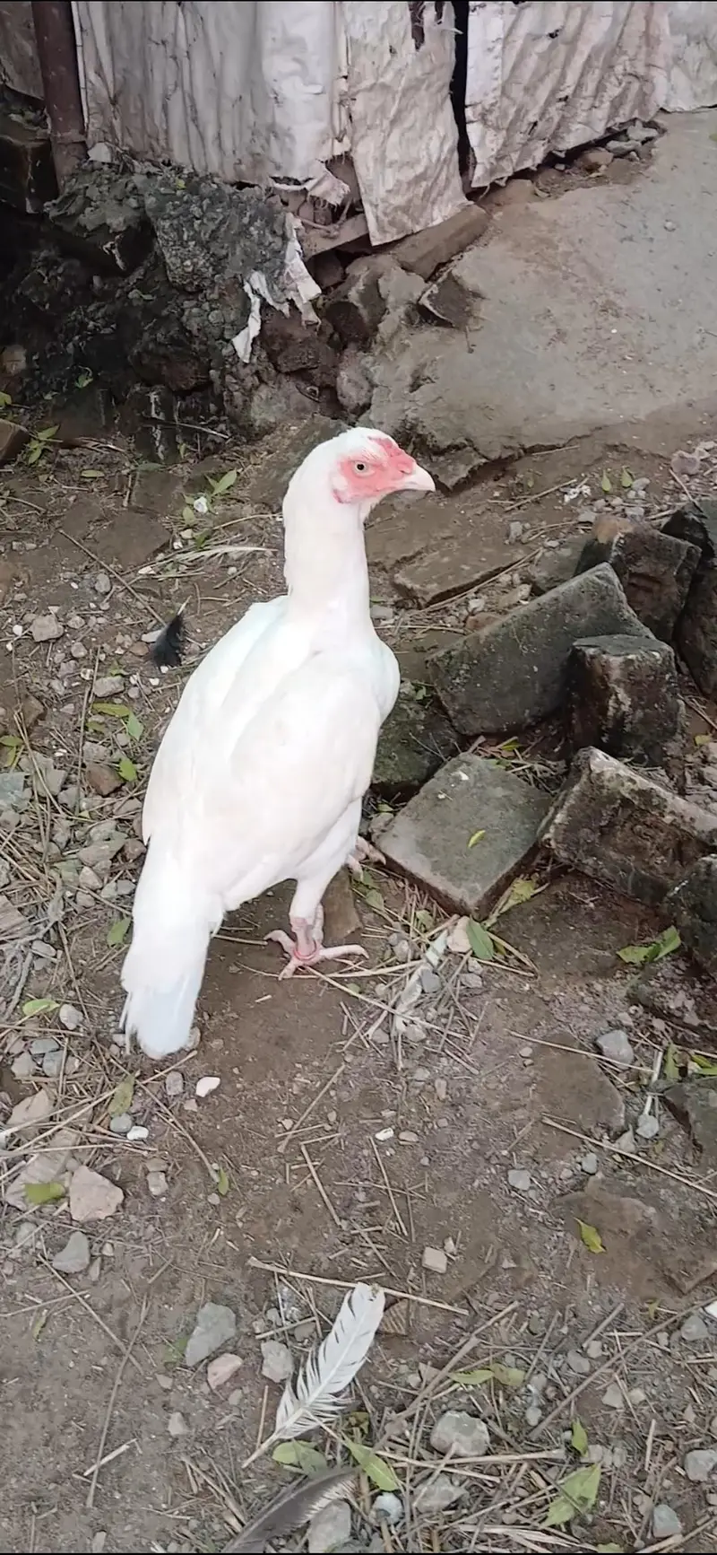 Paper White Heera Breeder Female in double body structure — photo 8
