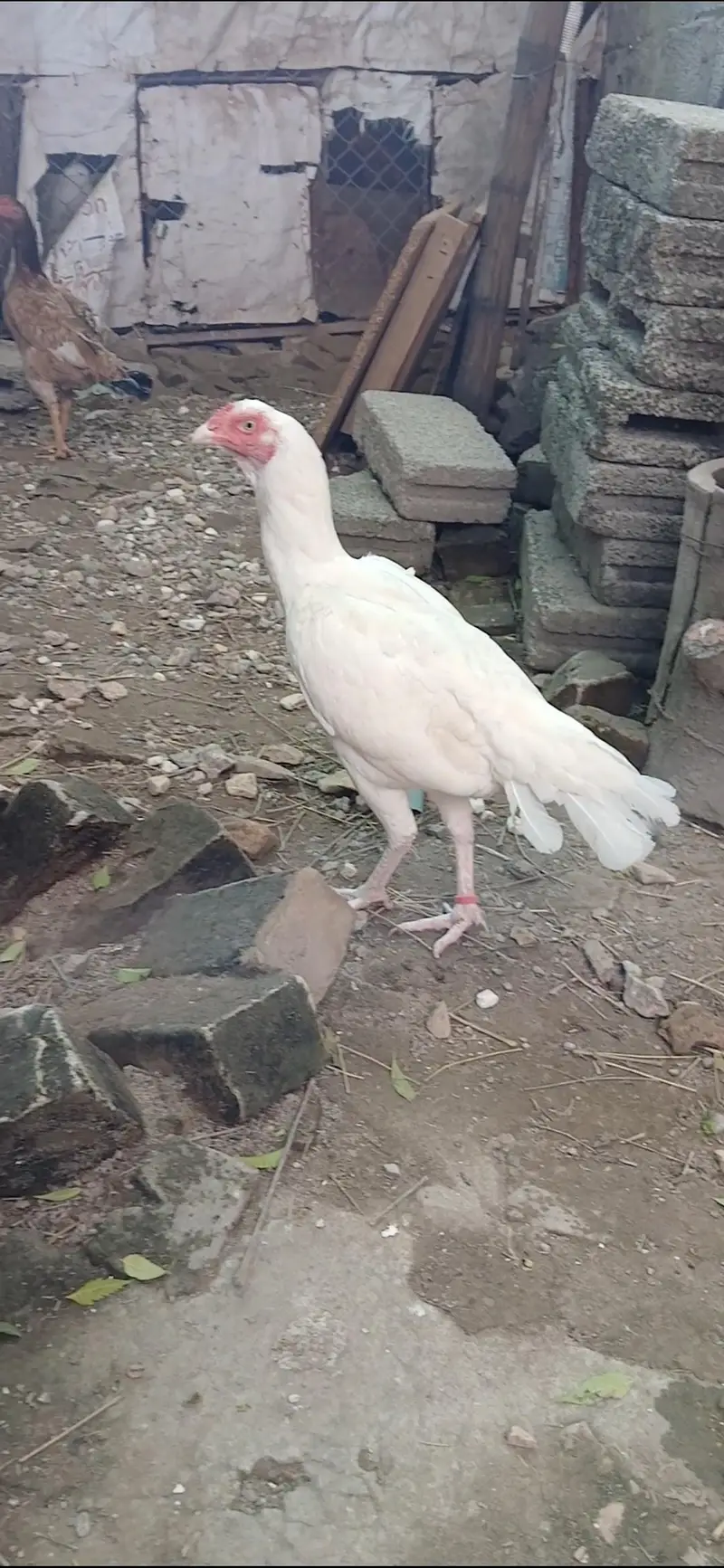 Paper White Heera Breeder Female in double body structure — photo 9