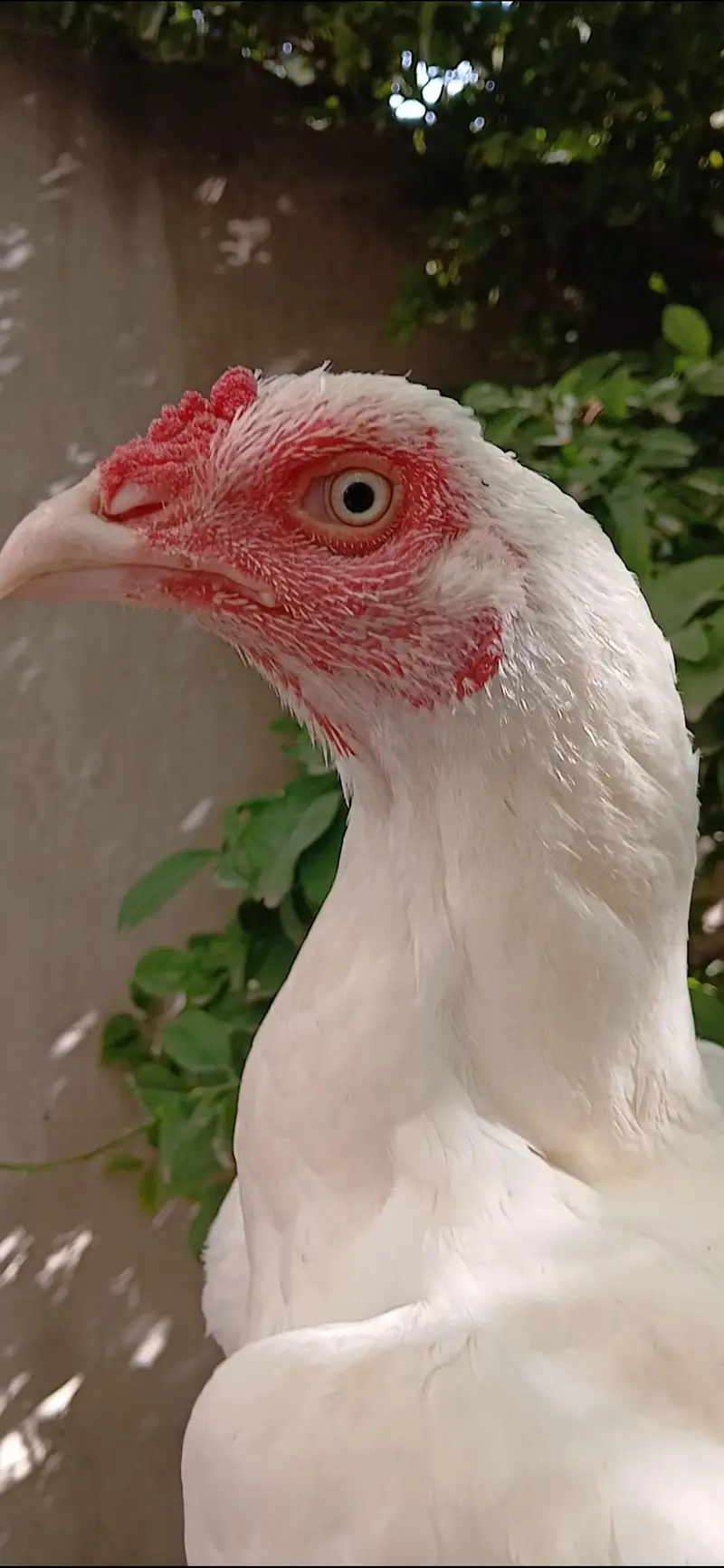 Paper White Heera Breeder Female in double body structure — photo 10
