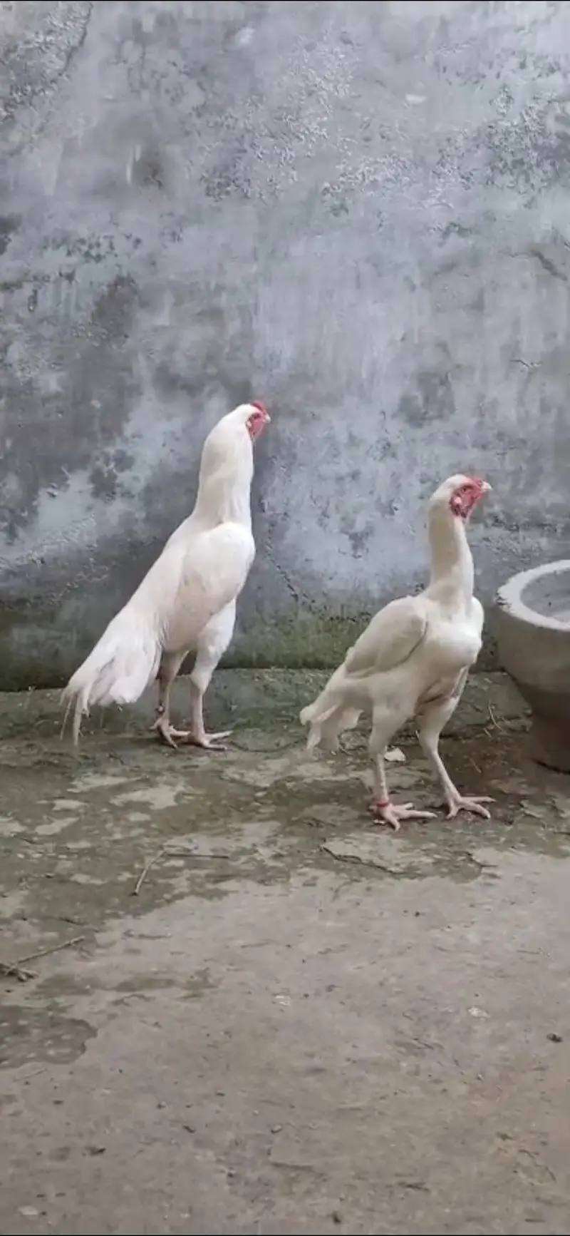 Paper White Heera Breeder Female in double body structure — photo 11