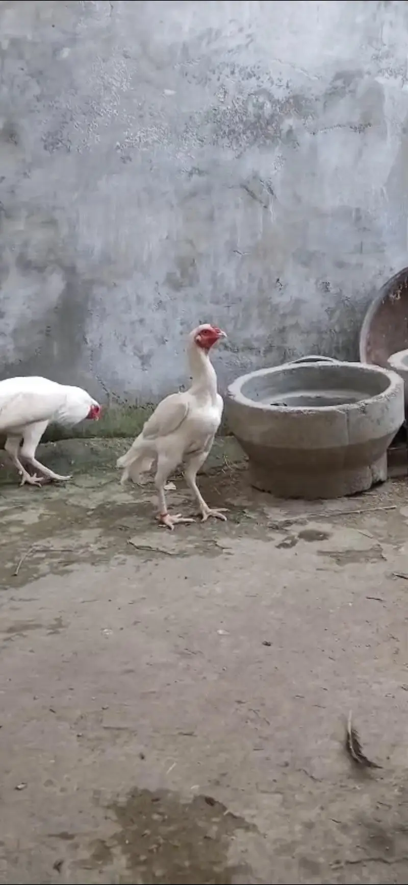 Paper White Heera Breeder Female in double body structure — photo 12