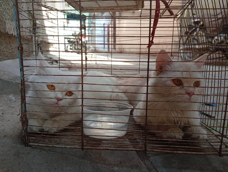 2 female 1