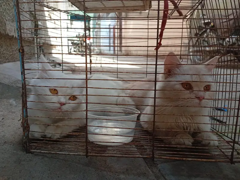 2 female — photo 2