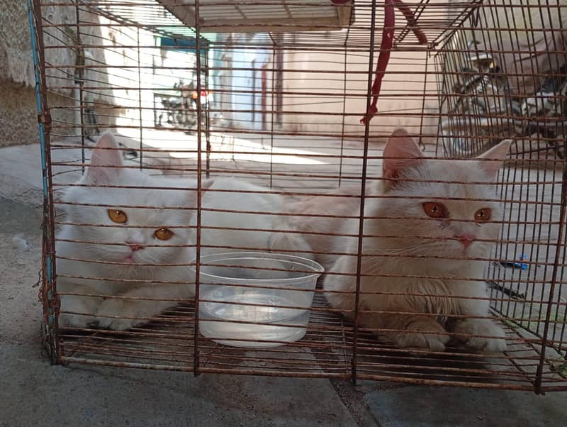 2 female 2