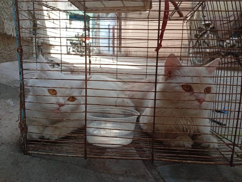 2 female 3