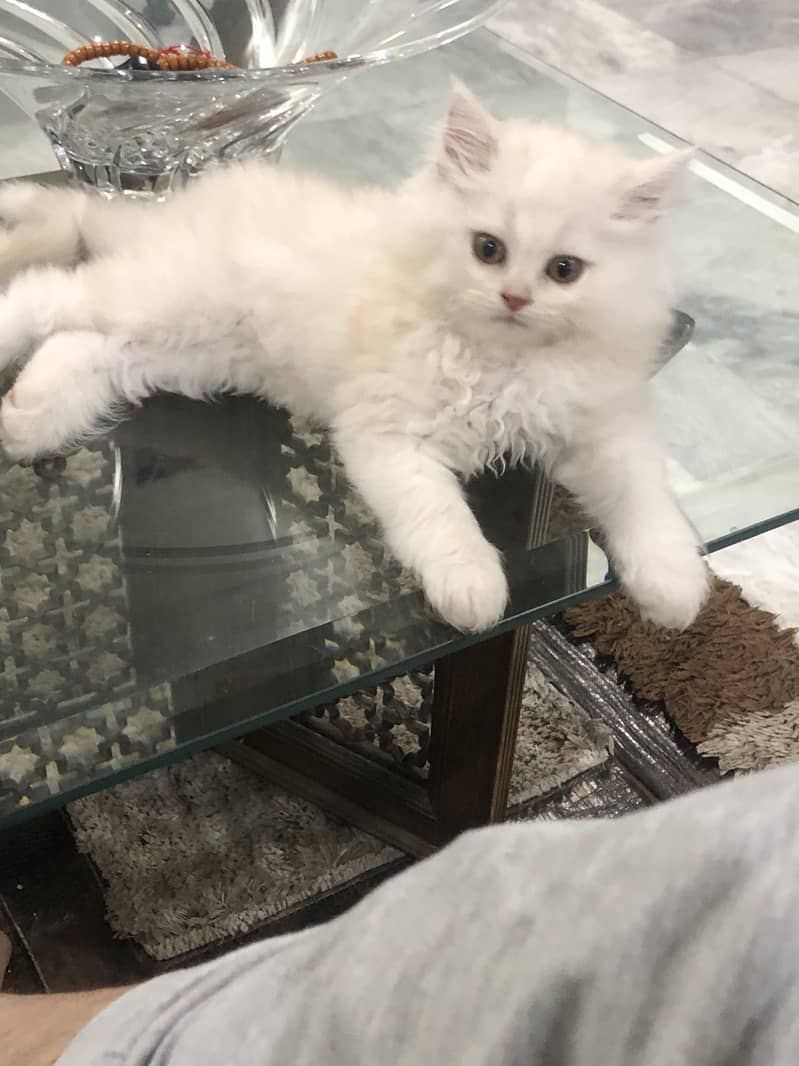 Persian kitten 0