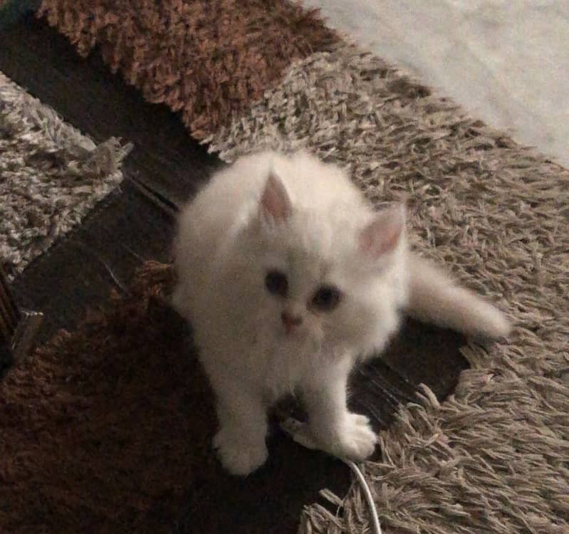 Persian kitten 1