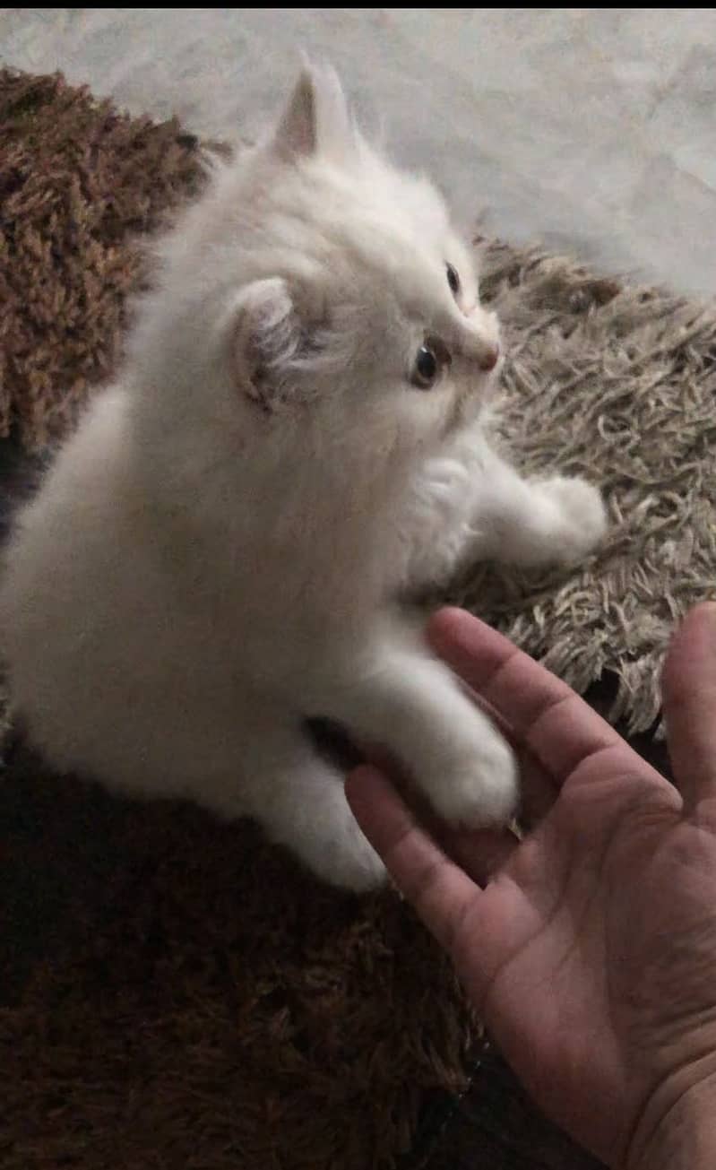 Persian kitten 2
