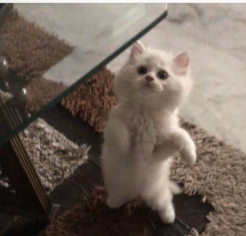 Persian kitten 3