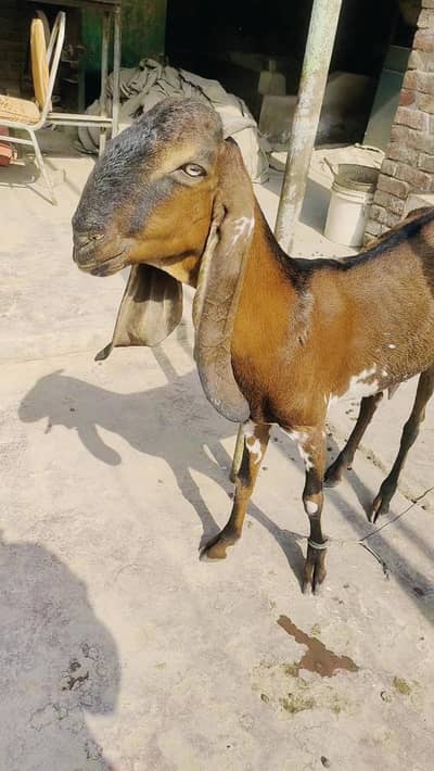 Nagra beetal path with female makhichini path