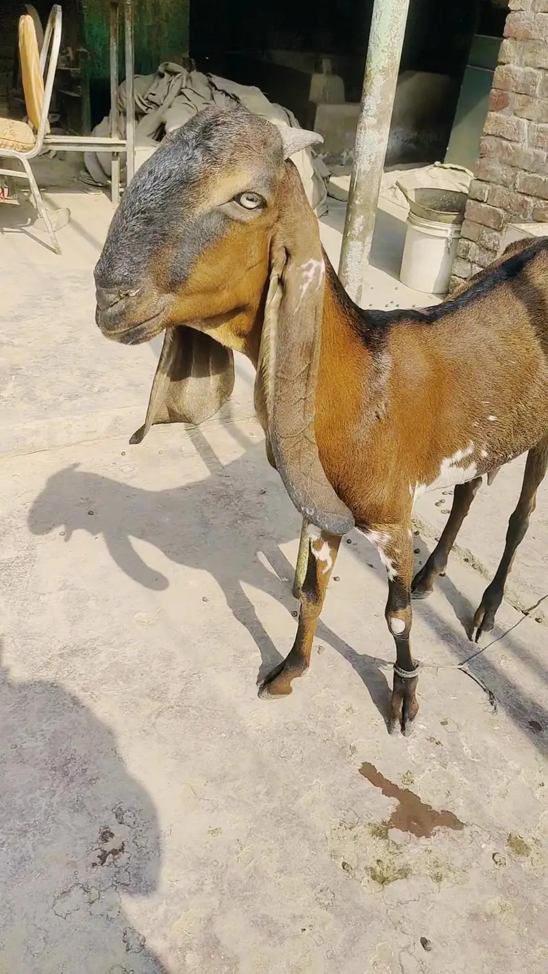 Nagra beetal path with female makhichini path — photo 2