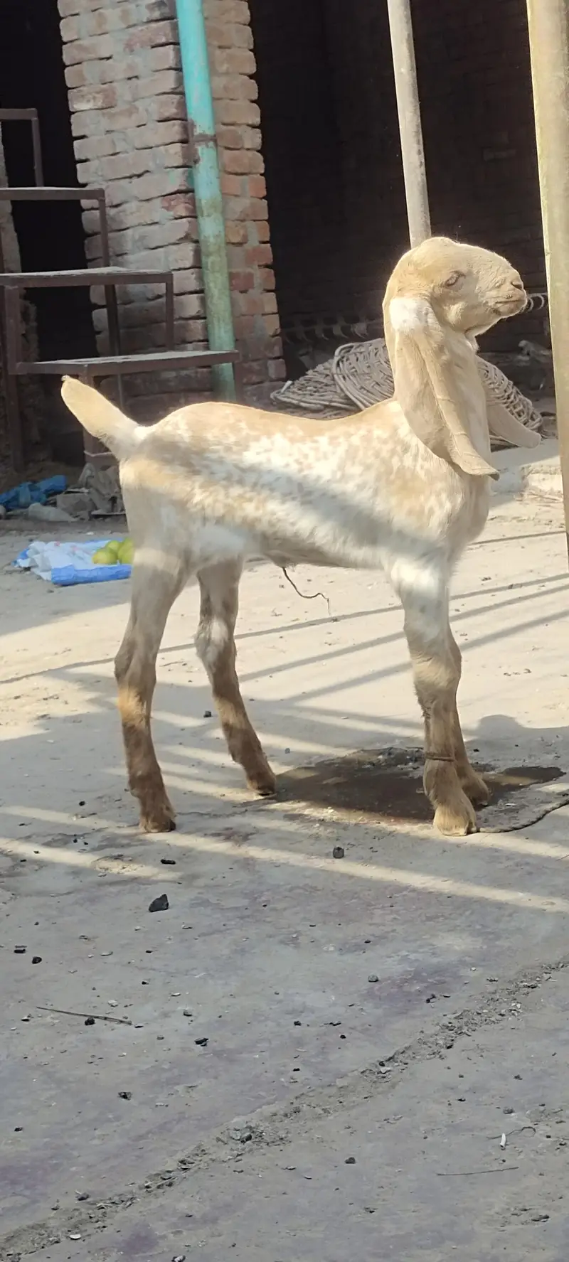 Nagra beetal path with female makhichini path — photo 4