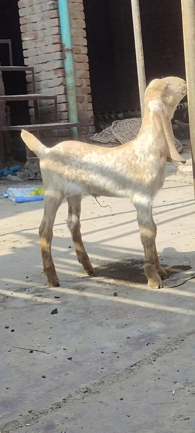Nagra beetal path with female makhichini path — photo 5