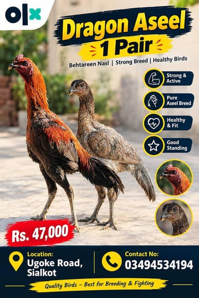 aseel daragan ka 1 pair sale ka liya available ha