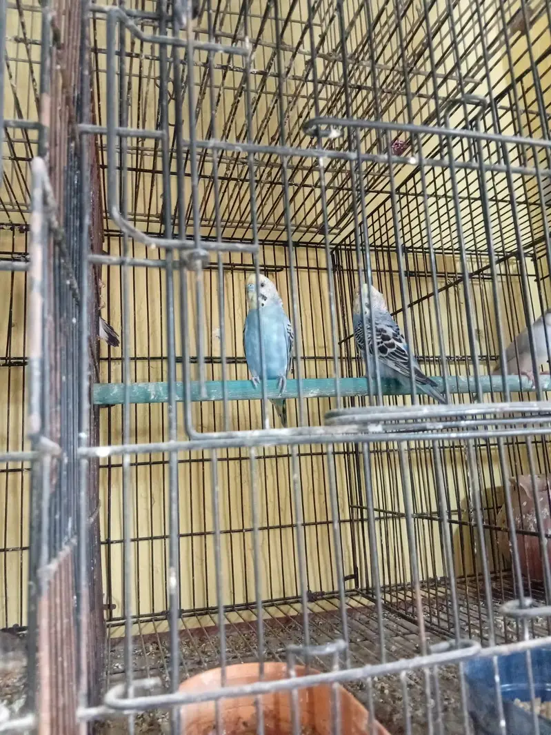 love bird for sale/Budgie For sale — photo 6