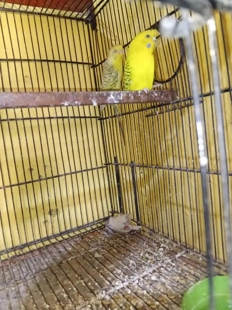 love bird for sale/Budgie For sale — photo 7