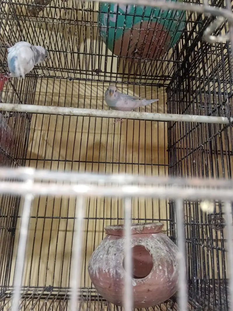 love bird for sale/Budgie For sale — photo 8