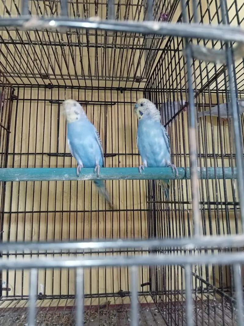 love bird for sale/Budgie For sale — photo 10