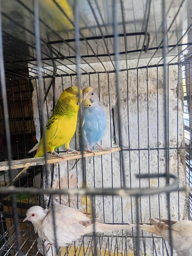 love bird for sale/Budgie For sale — photo 11