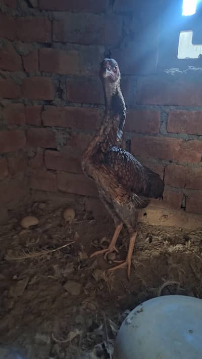 shamo aseel swing nrck pure female available