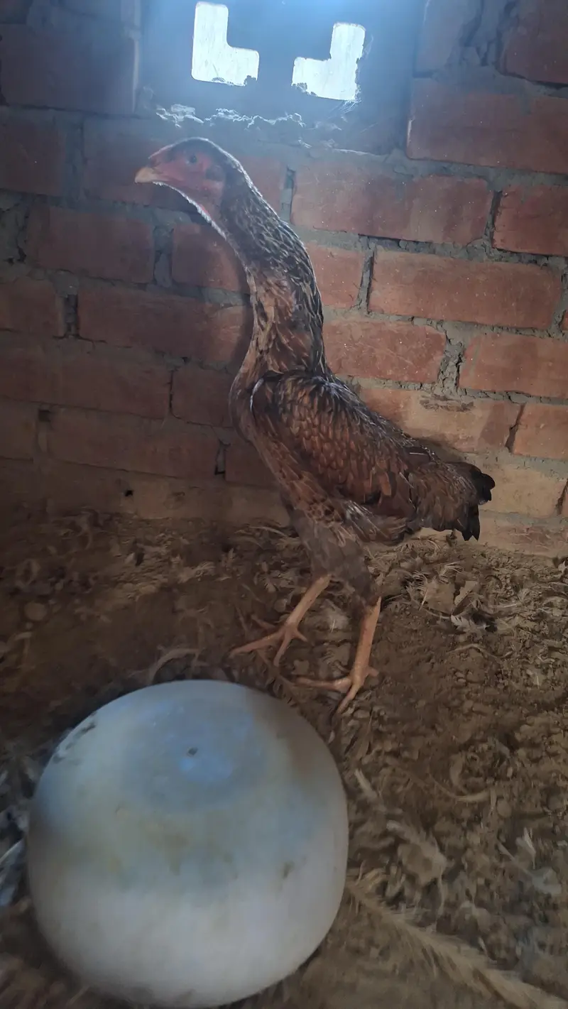 shamo aseel swing nrck pure female available — photo 2