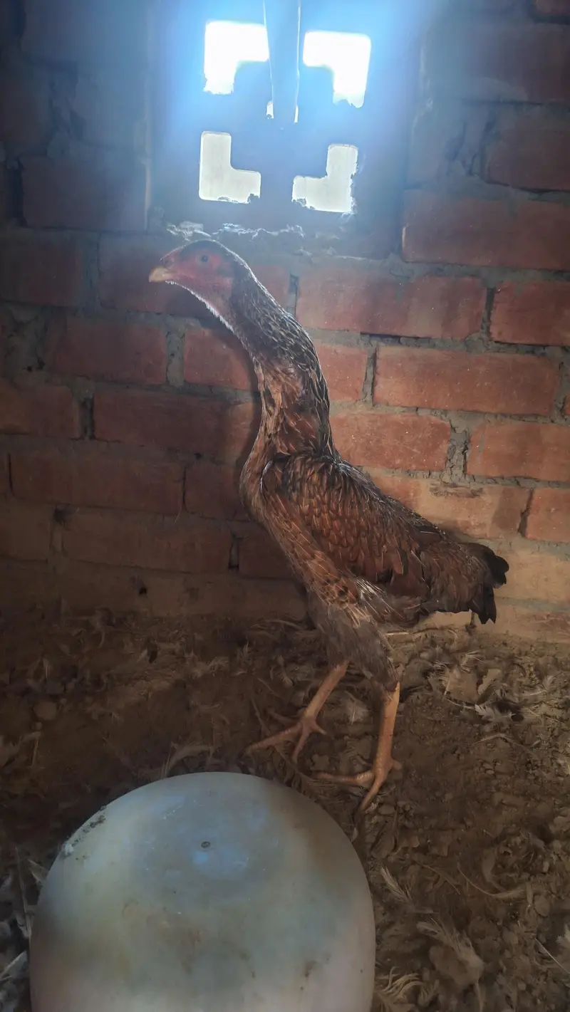 shamo aseel swing nrck pure female available — photo 3