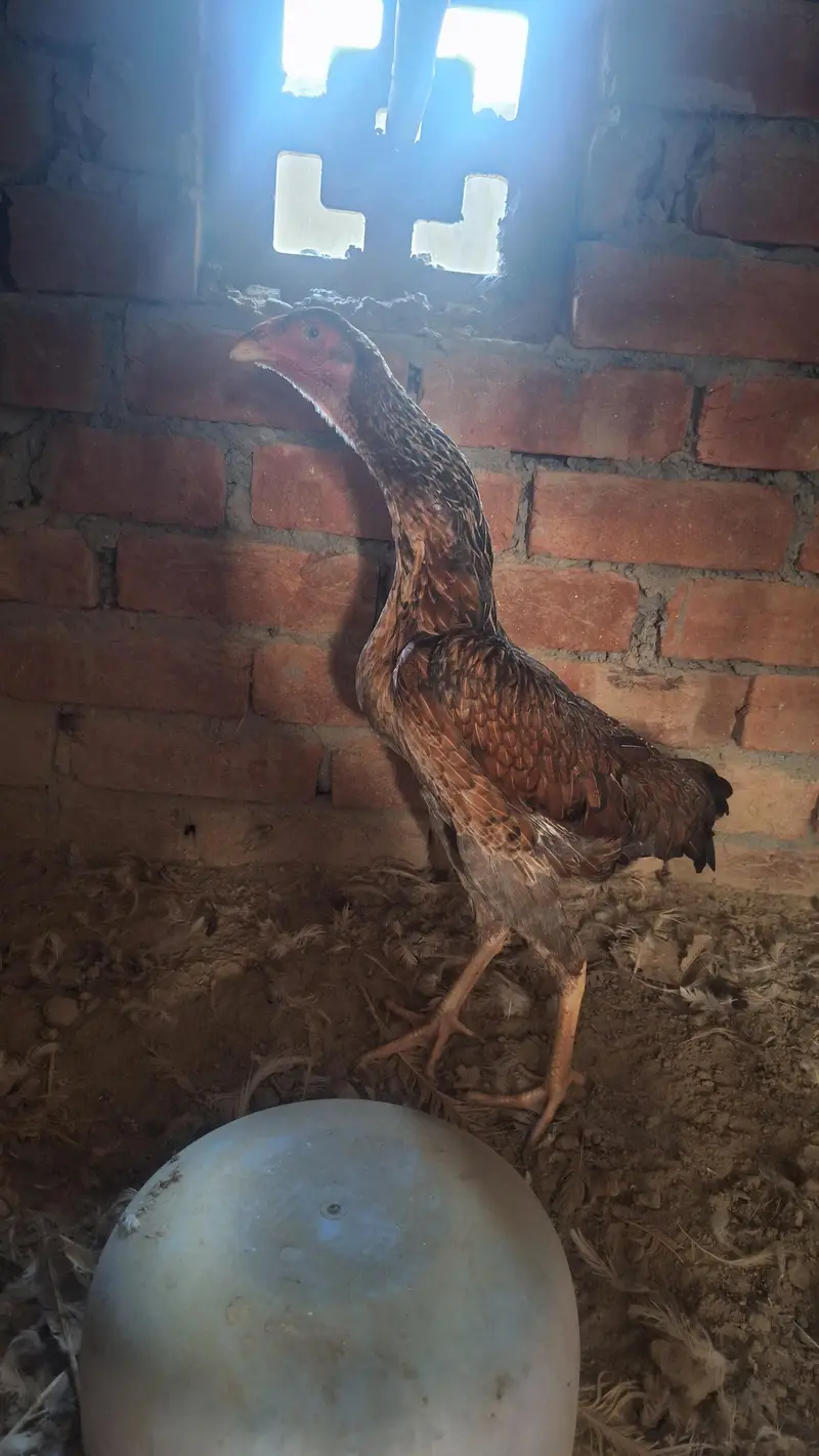 shamo aseel swing nrck pure female available — photo 6