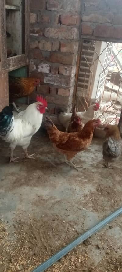 Healthy Desi Hens for sale