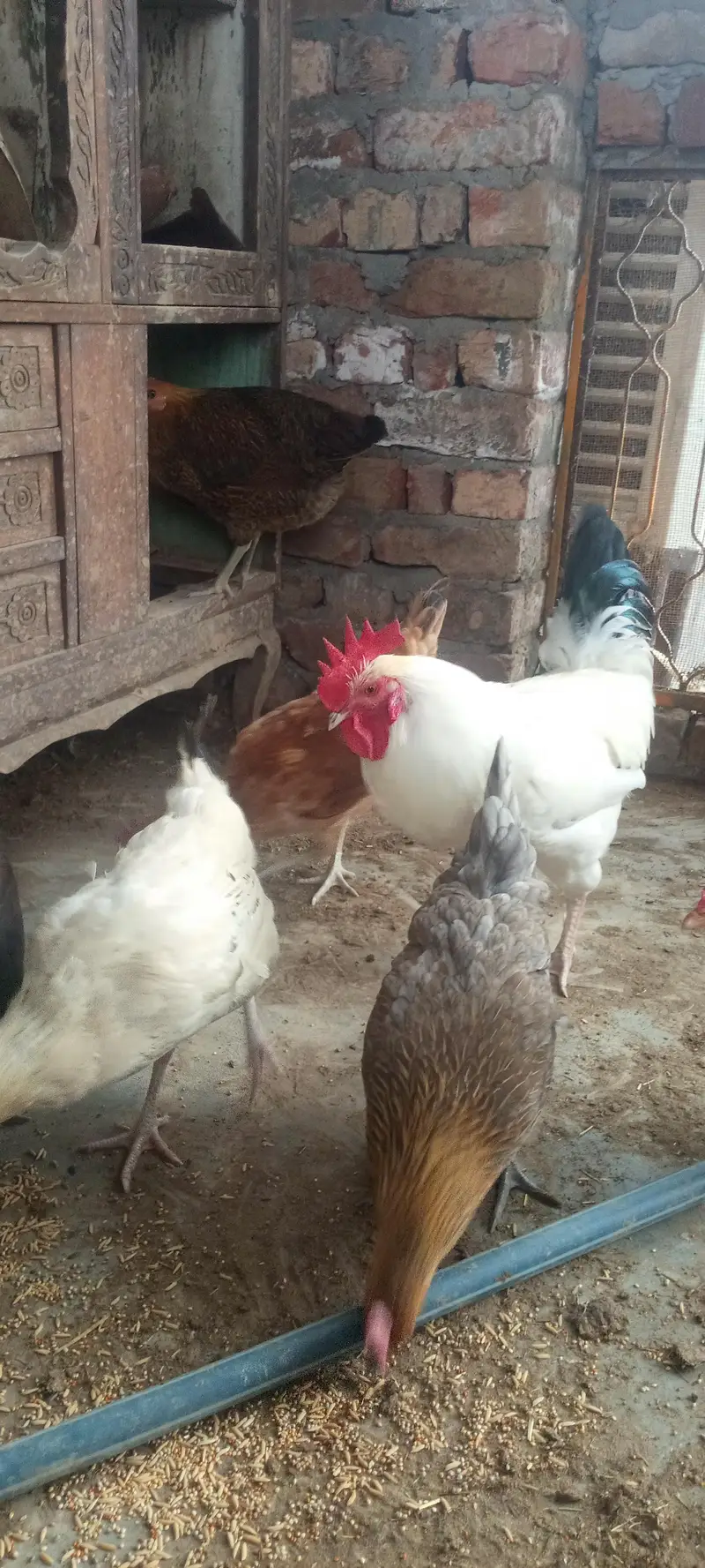 Healthy Desi Hens for sale — photo 2