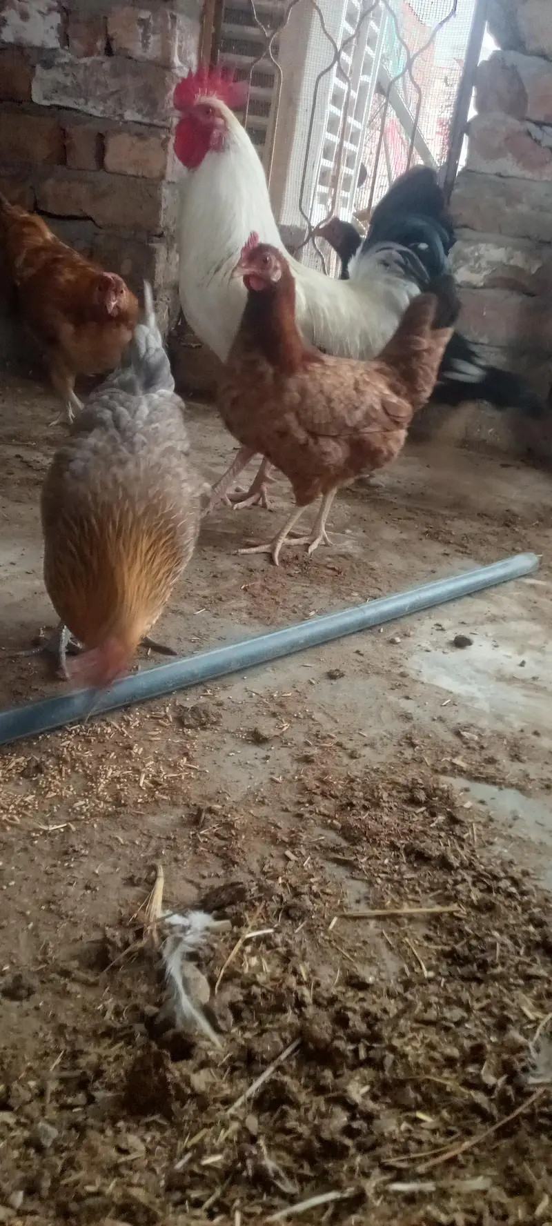 Healthy Desi Hens for sale — photo 3
