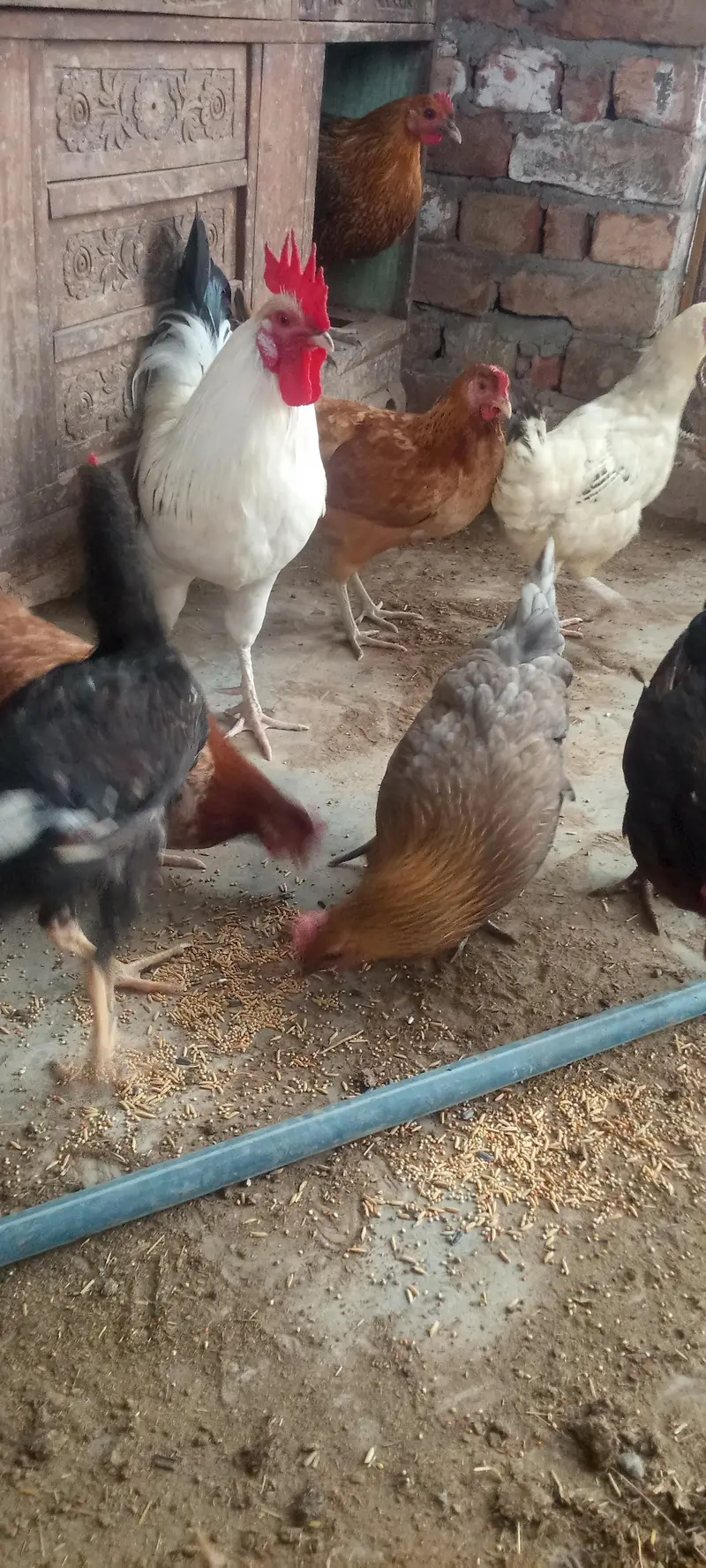 Healthy Desi Hens for sale — photo 4